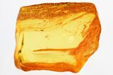 Fossil Winged Scale Insect (Coccoidea) in Baltic Amber #325422-1